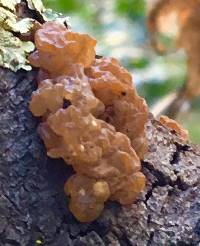 Tremella foliacea image