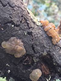 Tremella foliacea image