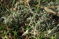 Cladonia furcata image