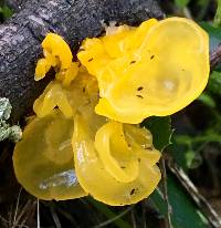 Tremella aurantia image