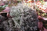 Cladonia furcata image