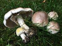 Agaricus xanthodermus image