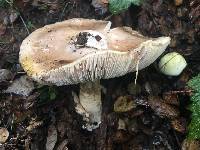 Amanita phalloides image