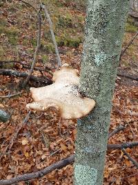 Fomitopsis betulina image