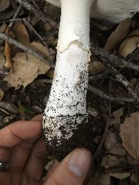 Amanita gemmata image