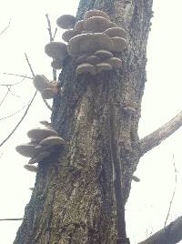 Pleurotus ostreatus image