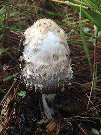 Coprinus comatus image