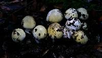 Amanita phalloides image