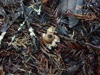 Geastrum saccatum image