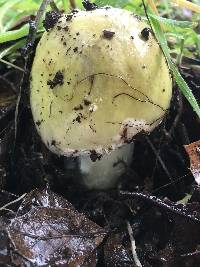 Amanita phalloides image