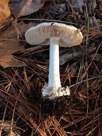 Volvariella gloiocephala image