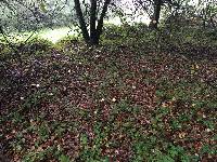 Amanita phalloides image