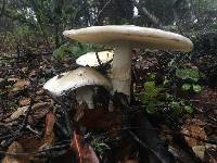 Amanita phalloides image