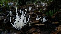 Clavaria fragilis image