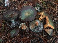 Lactarius deliciosus image