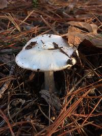 Volvariella gloiocephala image