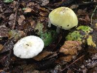 Amanita phalloides image