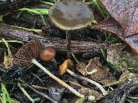 Psilocybe cyanescens image