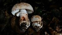 Amanita novinupta image