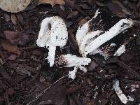 Coprinus comatus image