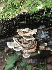 Trametes versicolor image