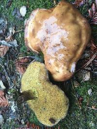 Suillus pungens image