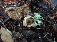 Geastrum saccatum image