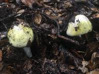 Amanita phalloides image