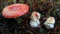 Amanita muscaria subsp. flavivolvata image