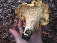 Cantharellus californicus image