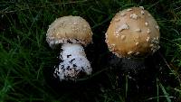 Amanita gemmata image