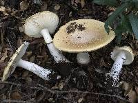 Amanita gemmata image