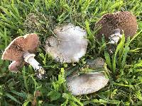 Agaricus xanthodermus image