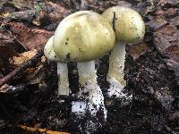 Amanita phalloides image