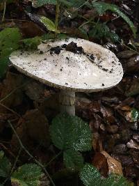 Amanita phalloides image