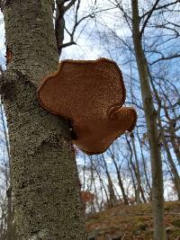 Fomitopsis betulina image