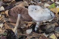 Volvariella gloiocephala image