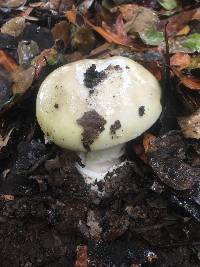 Amanita phalloides image