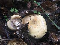 Lactarius alnicola image