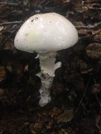 Amanita phalloides image