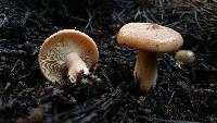 Lactarius xanthogalactus image