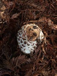 Chlorophyllum brunneum image