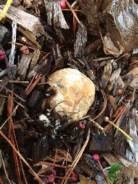 Clathrus ruber image