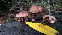 Mycena haematopus image