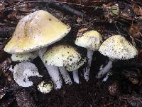 Amanita phalloides image