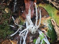 Clavaria fragilis image