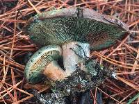 Lactarius deliciosus image