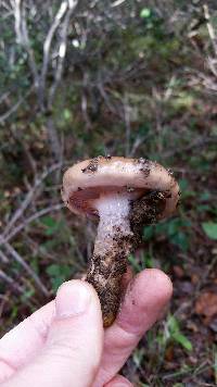 Cortinarius trivialis image