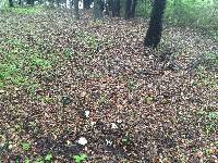 Amanita phalloides image