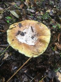 Amanita calyptroderma image